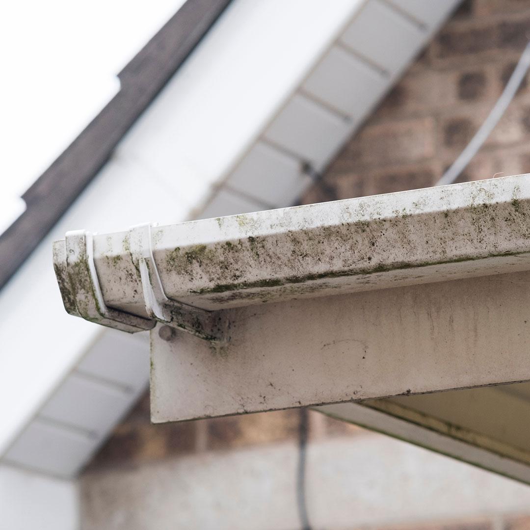 moss-on-gutter